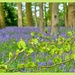 Green Leaves And Bluebells by carolmw