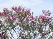 13th May 2021 - Pink Magnolias.