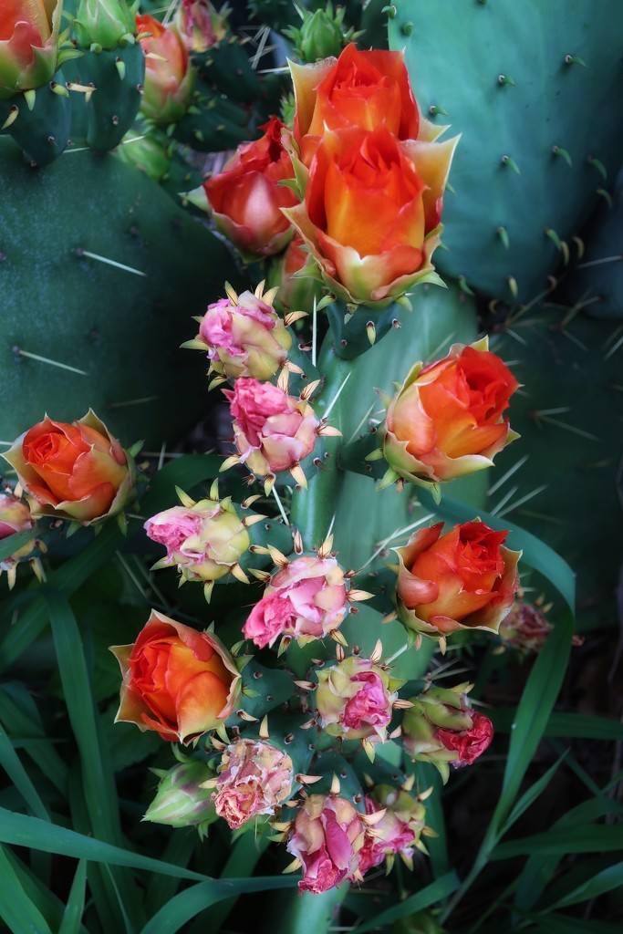 Lori’s Prickly Pear Cactus is blooming by louannwarren