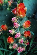 13th May 2021 - Lori’s Prickly Pear Cactus is blooming