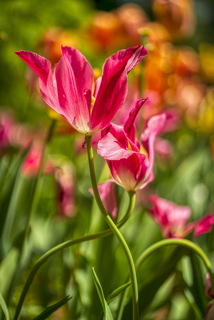 Watermelon Colored Tulips by kvphoto