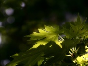 14th May 2021 - Soft light in the maple tree...