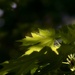 Soft light in the maple tree... by marlboromaam