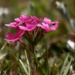 My 20th wildflower find of spring... by marlboromaam