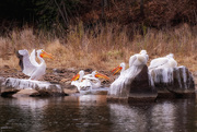 9th May 2021 - White American Pelicans 