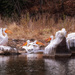 White American Pelicans  by tosee