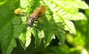 13th May 2021 - Alder Fly