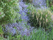 9th May 2021 - Forget-me-nots by the stream