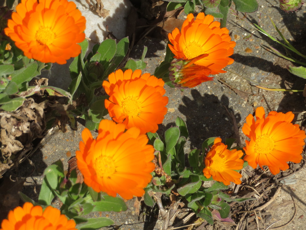Marigolds in my garden by lellie