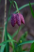 13th May 2021 - Fritillaria Meleagris