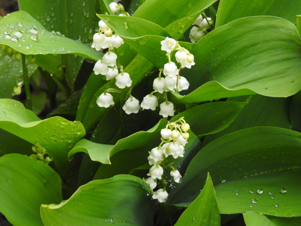  Lily of the Valley in the Rain  by susiemc