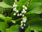 13th May 2021 -  Lily of the Valley in the Rain 