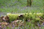 13th May 2021 - bluebell wood