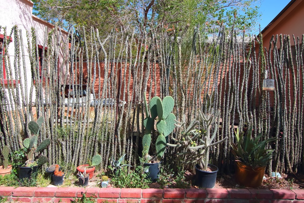 ocotillo living fence by blueberry1222