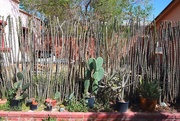 14th May 2021 - ocotillo living fence