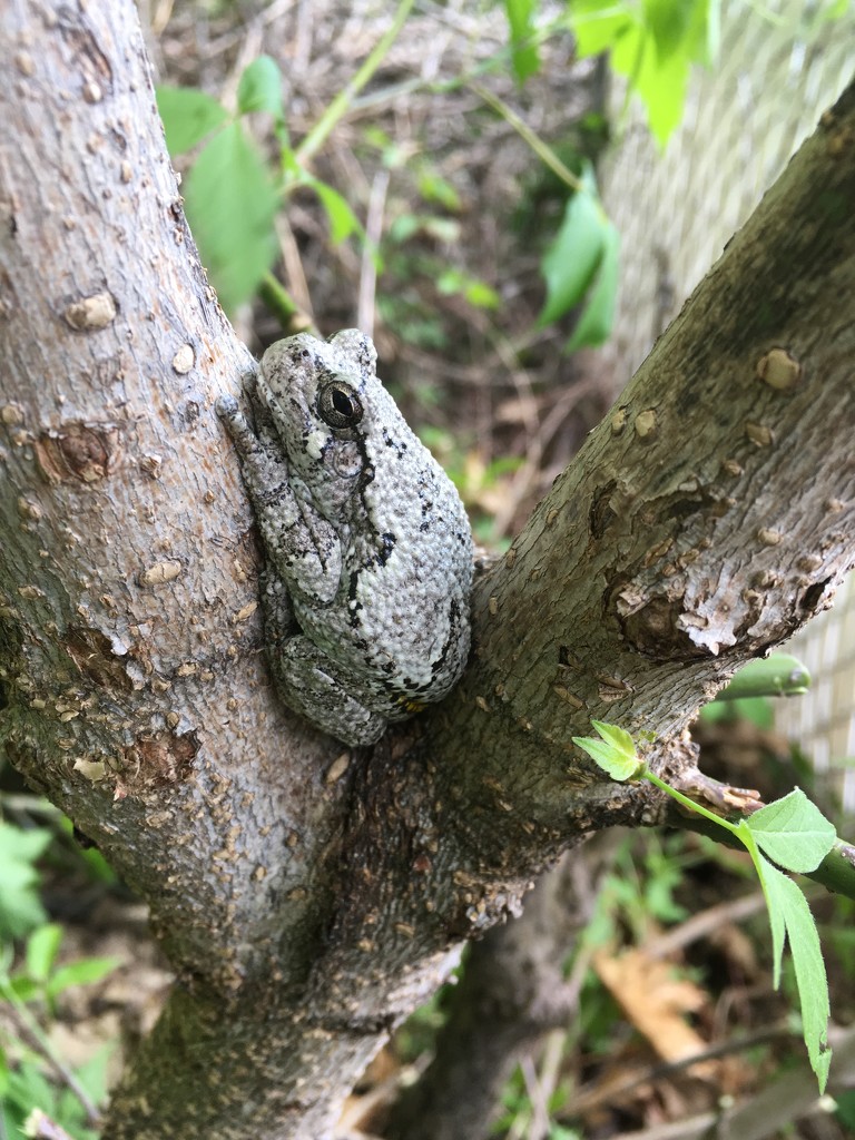 5-13-21 gray treefrog by bkp