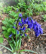 13th May 2021 - Bluebell