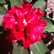 13th May 2021 - Rhododendron