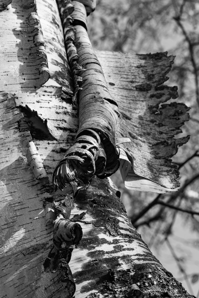 Birch Tree by andymacera