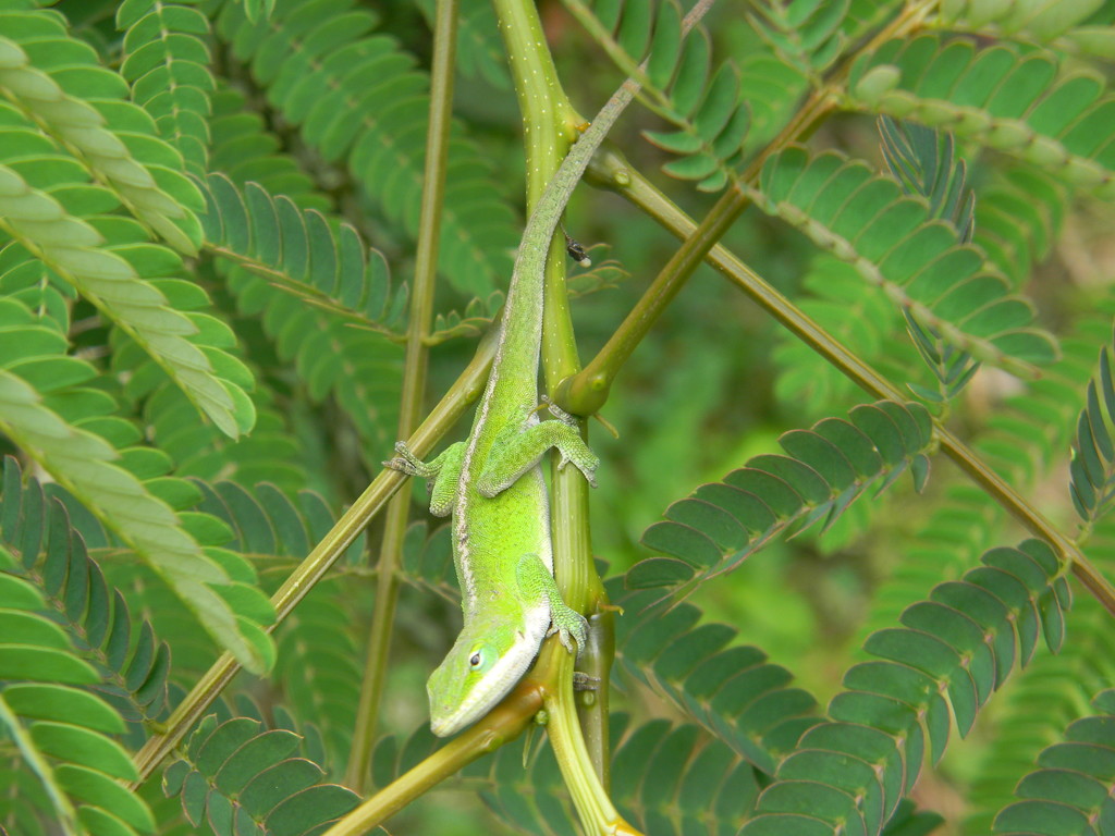 Lizard on Nandina Plant  by sfeldphotos
