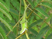 13th May 2021 - Lizard on Nandina Plant 
