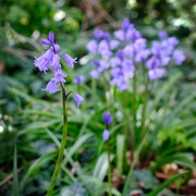 4th May 2021 - Bluebells
