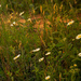Daisies in the grass by randystreat