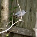 Gray Catbird by susan727
