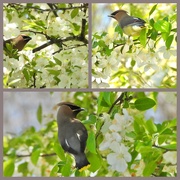 13th May 2021 - Cedar Waxwings in their “happy place”