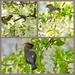 Cedar Waxwings in their “happy place” by amyk