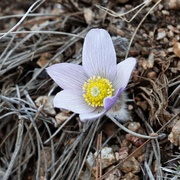 13th May 2021 - Pasque flower