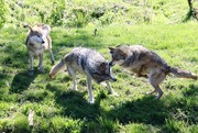 12th May 2021 - Playful Wolves