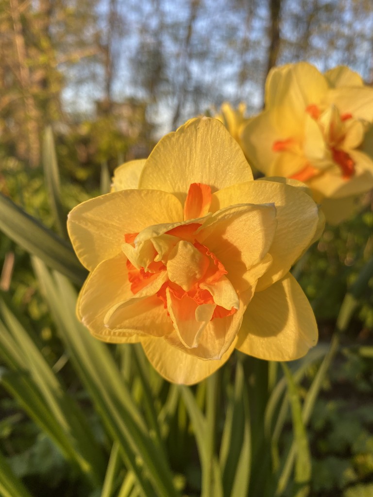 Finally Some Daffodils Sprung to Life in my Garden by frantackaberry
