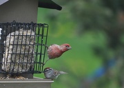 11th May 2021 - House Finch and Chipping Sparrow