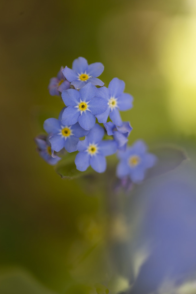 Forget-Me-Not Flower by pdulis