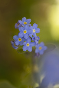 13th May 2021 - Forget-Me-Not Flower