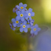 Forget-Me-Not Flower by pdulis