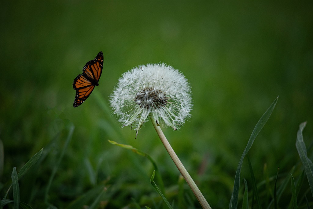 A dead butterfly "flying" to land on a dandelion by suez1e