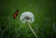 15th May 2021 - A dead butterfly "flying" to land on a dandelion