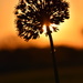 Echinop Sunrise by genealogygenie