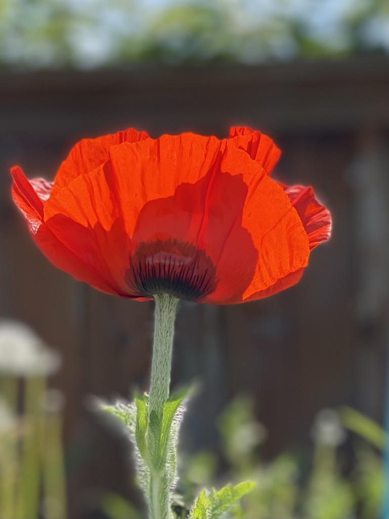 Red Poppy by clay88