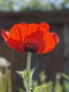 13th May 2021 - Red Poppy