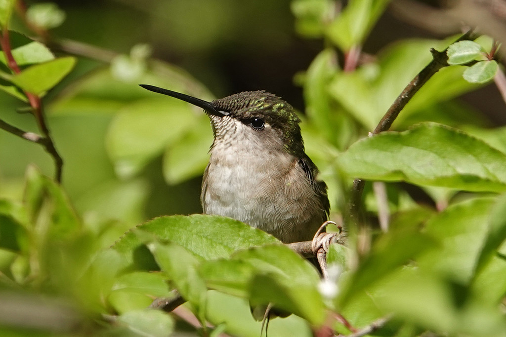 Ruby-throated Hummingbird (female) by annepann