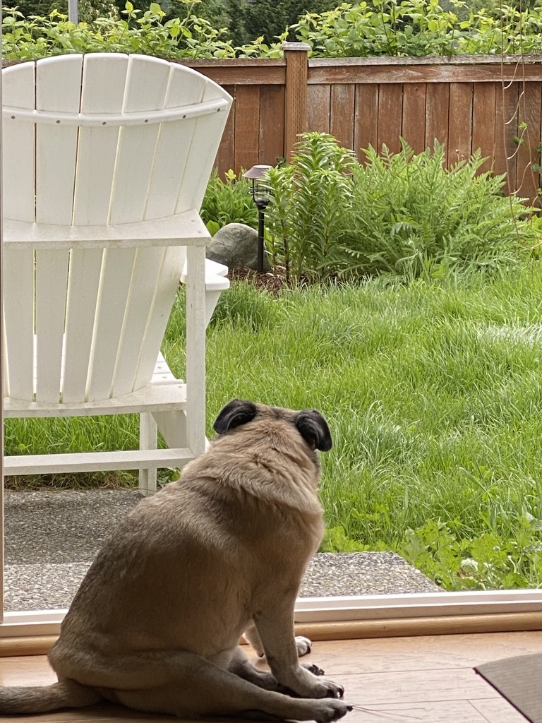 My pug Annie contemplating should I go out or stay in?? by clay88