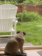 6th May 2021 - My pug Annie contemplating should I go out or stay in??