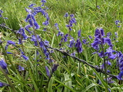 11th May 2021 - Bluebells and Barbs