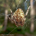 Orb Weaver by positive_energy