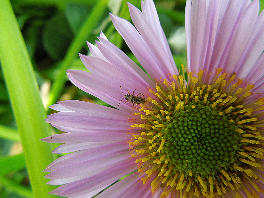 Aster with a bug by etienne