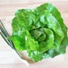 First lettuce of the season from the garden by etienne