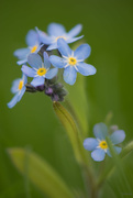 13th May 2021 - Forget-me-not 
